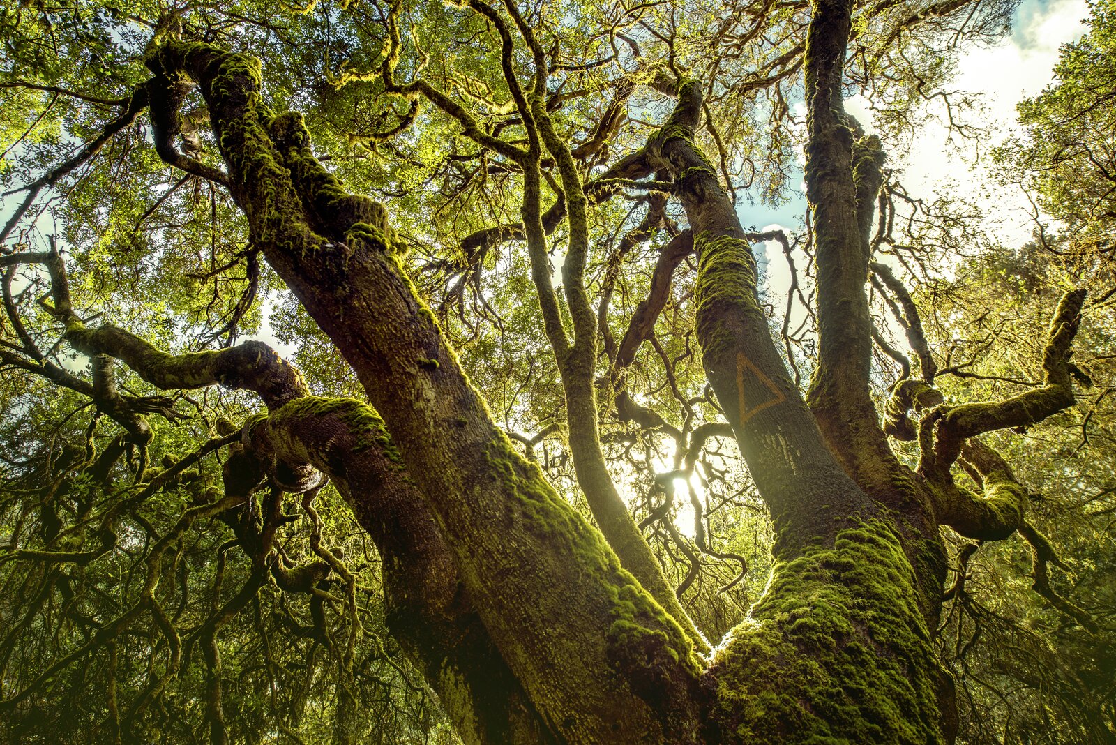 A canopy of trees from below
