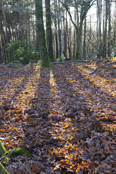 Colourful leaves covering the forest floor